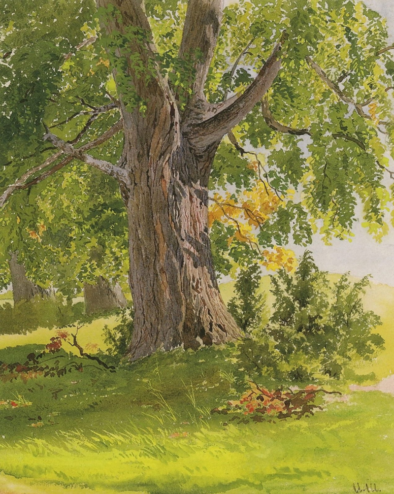 Картина И.И.Шишкина «Дуб, освещённый солнцем»